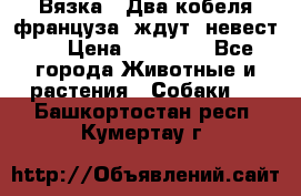  Вязка ! Два кобеля француза ,ждут  невест.. › Цена ­ 11 000 - Все города Животные и растения » Собаки   . Башкортостан респ.,Кумертау г.